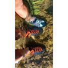 Botas bajas de montaña Salewa Wildfire 2 GTX